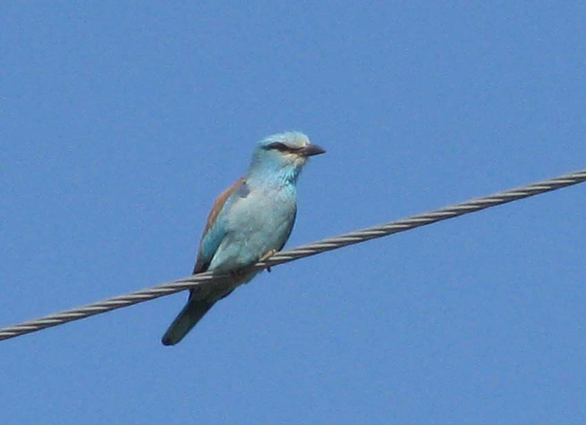 European Roller