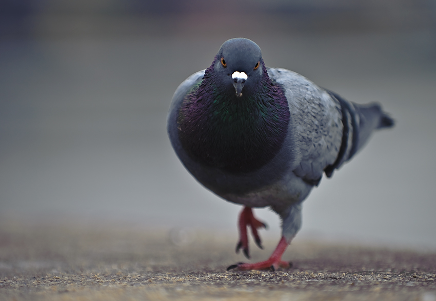Rock Dove