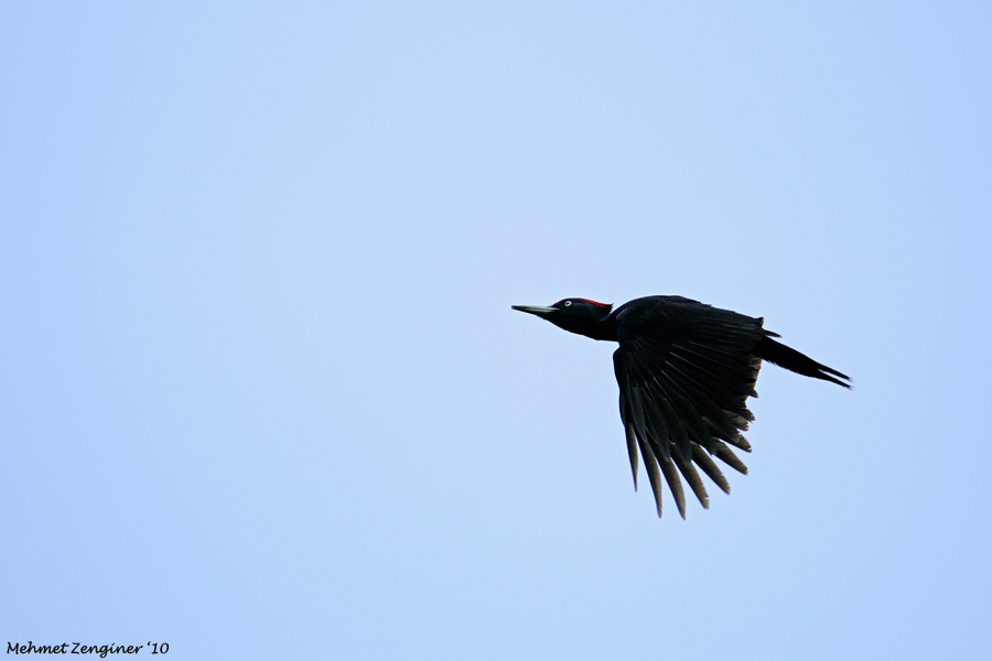 Black Woodpecker