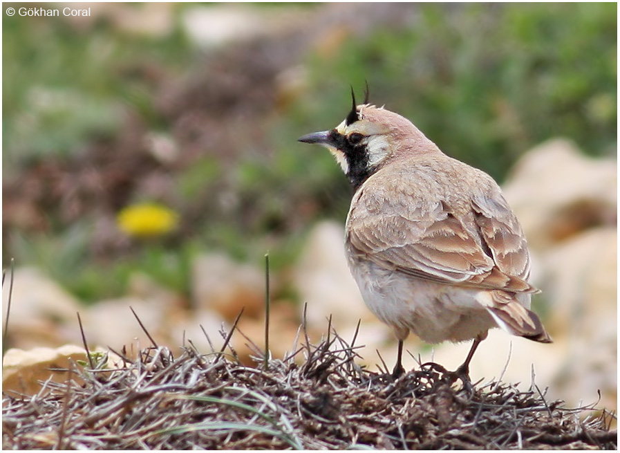 Horned Lark