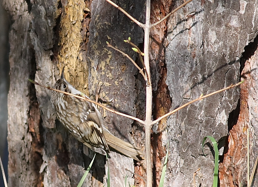 Eurasian Treecreeper