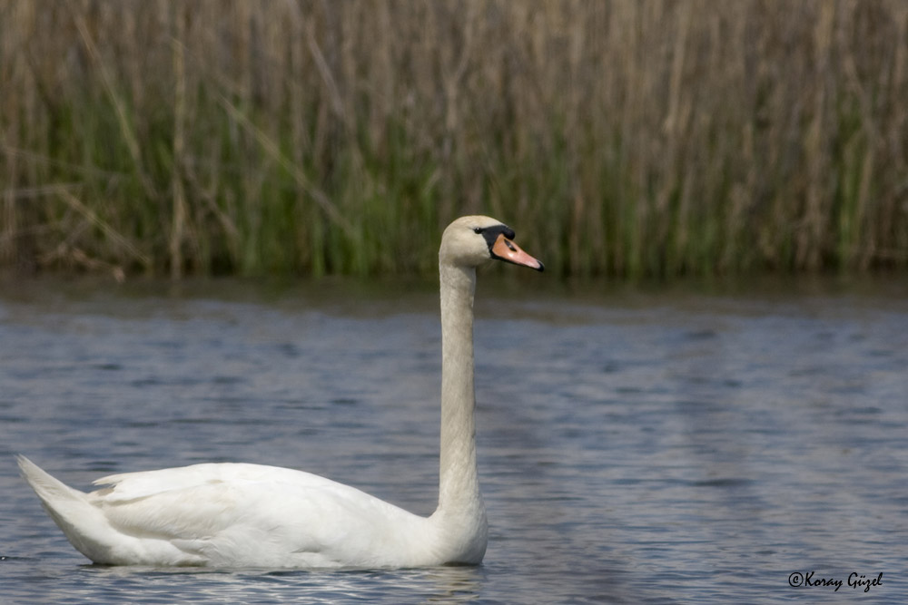 Mute Swan