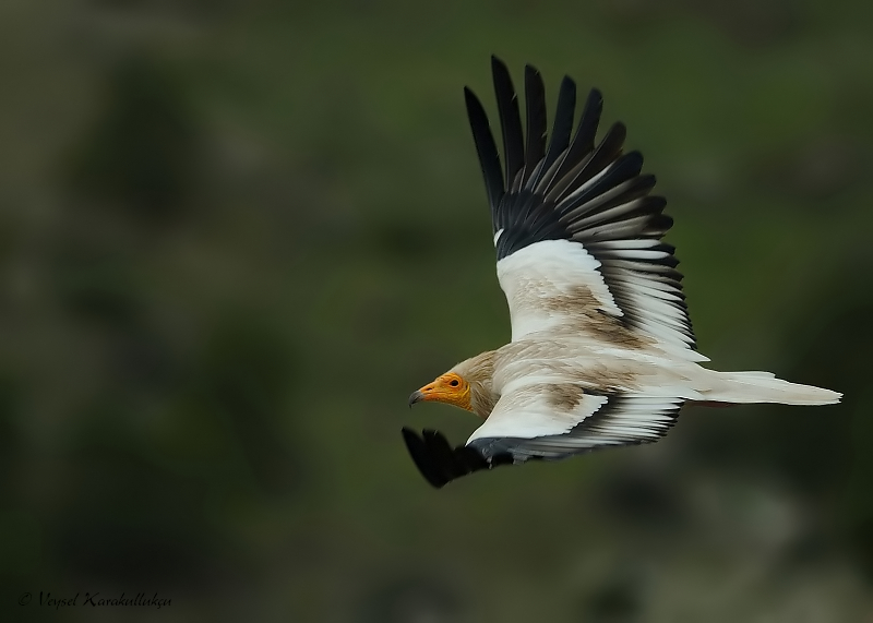 Egyptian Vulture