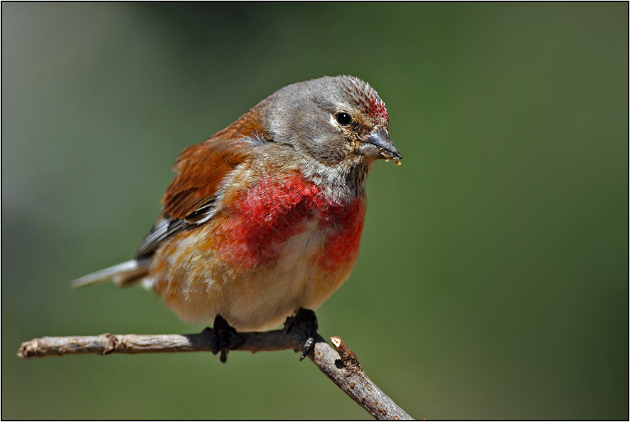 Common Linnet