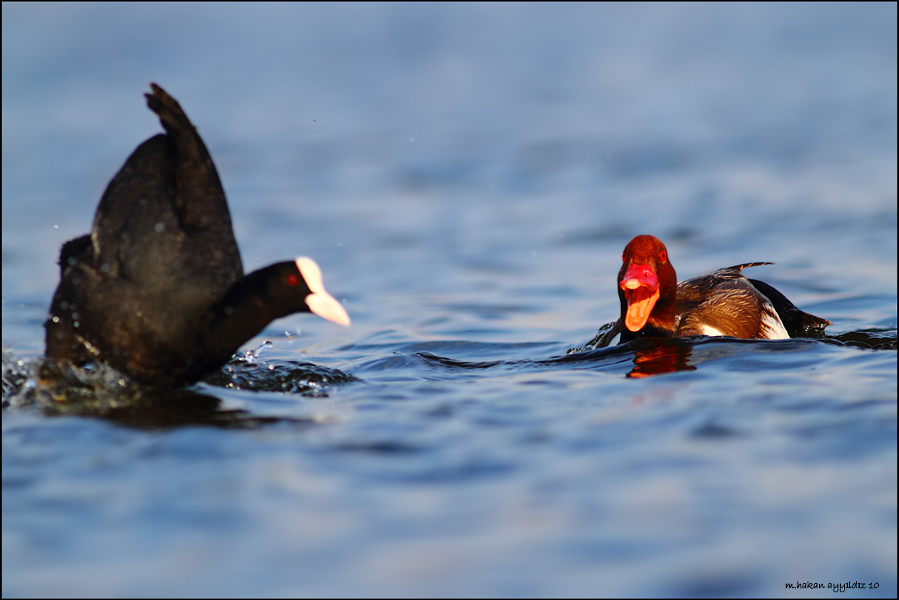 Eurasian Coot