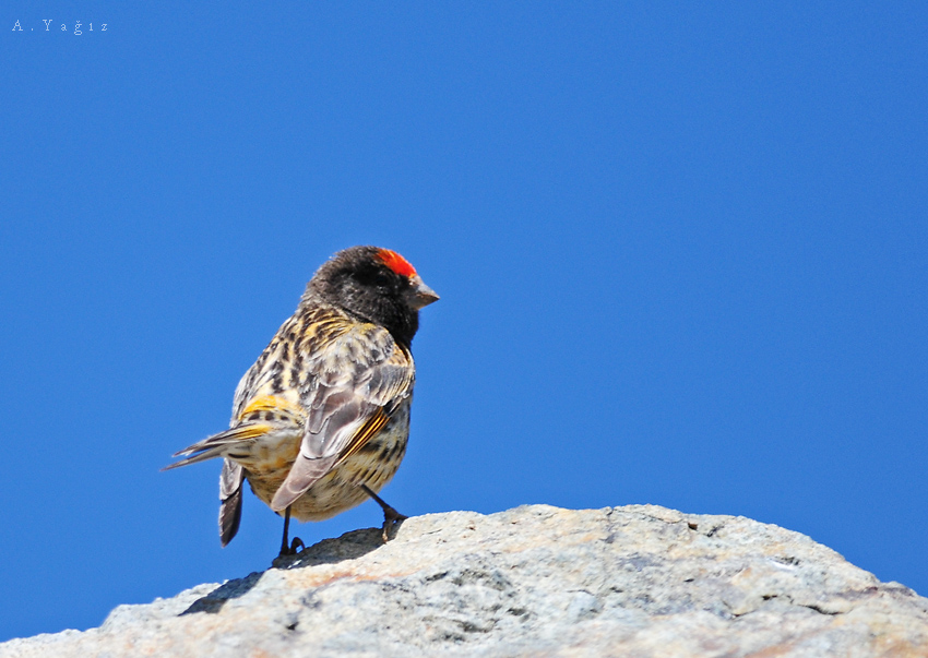 Red-fronted Serin