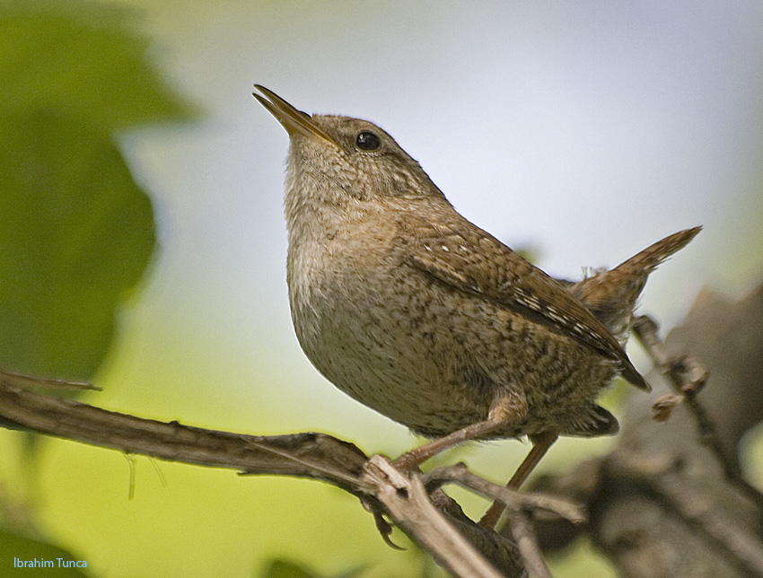 Eurasian Wren