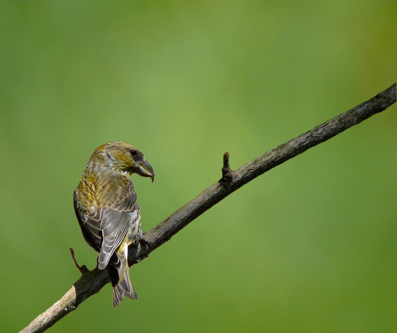 Red Crossbill