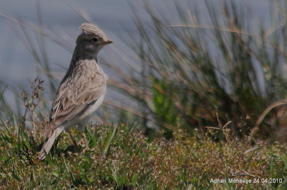 Turkestan Short-toed Lark