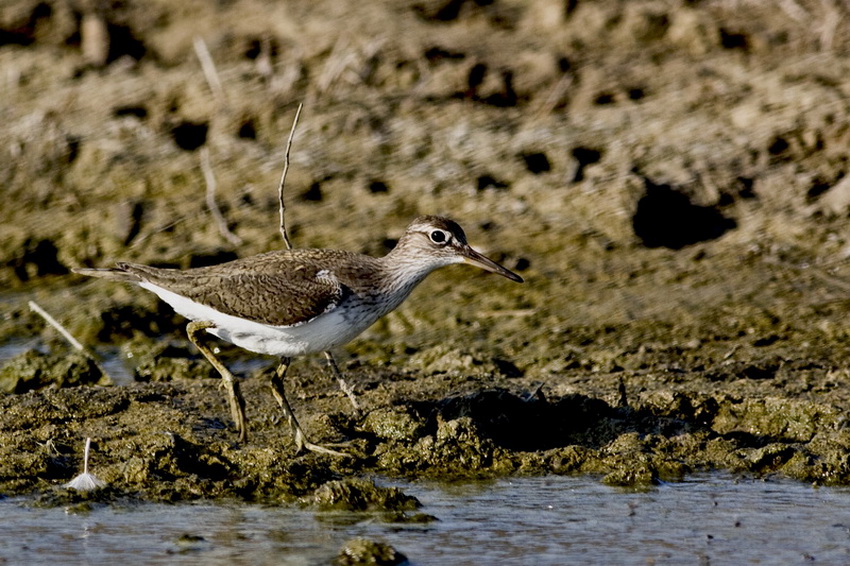 Common Sandpiper
