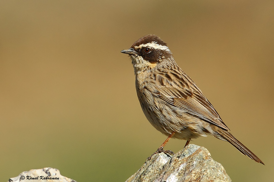 Radde`s Accentor