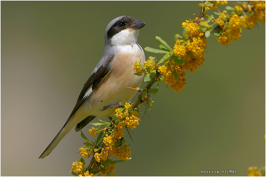 Lesser Grey Shrike