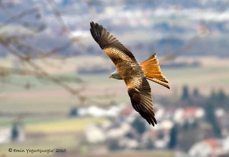 Red Kite