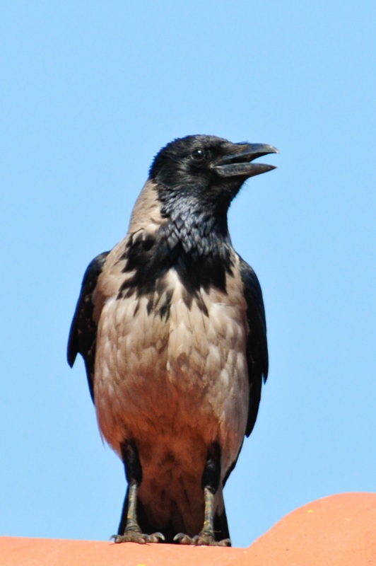 Hooded Crow