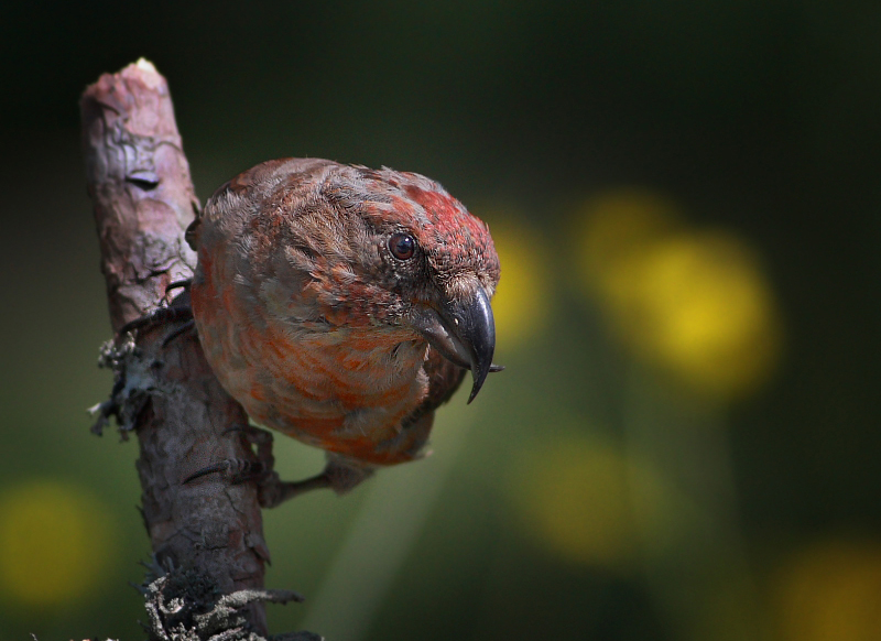 Red Crossbill