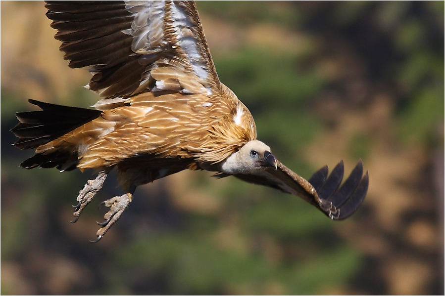 Griffon Vulture