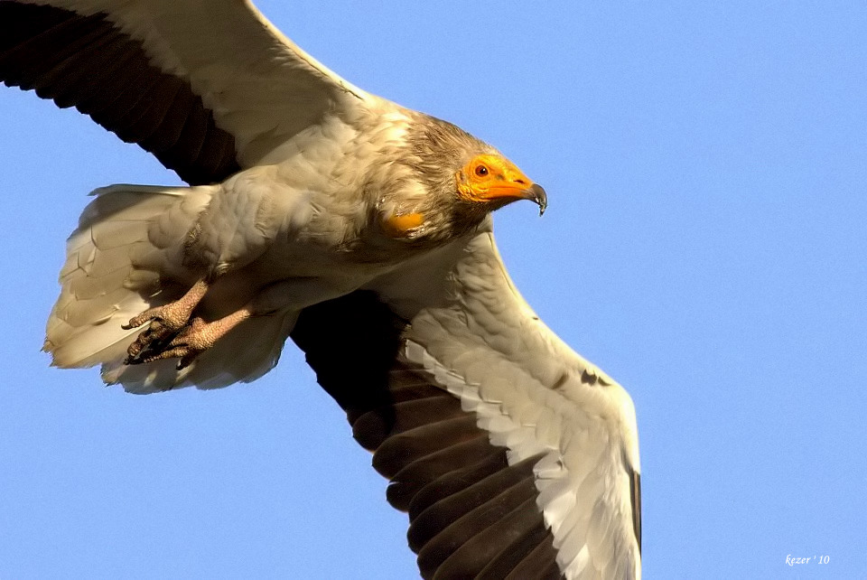 Egyptian Vulture