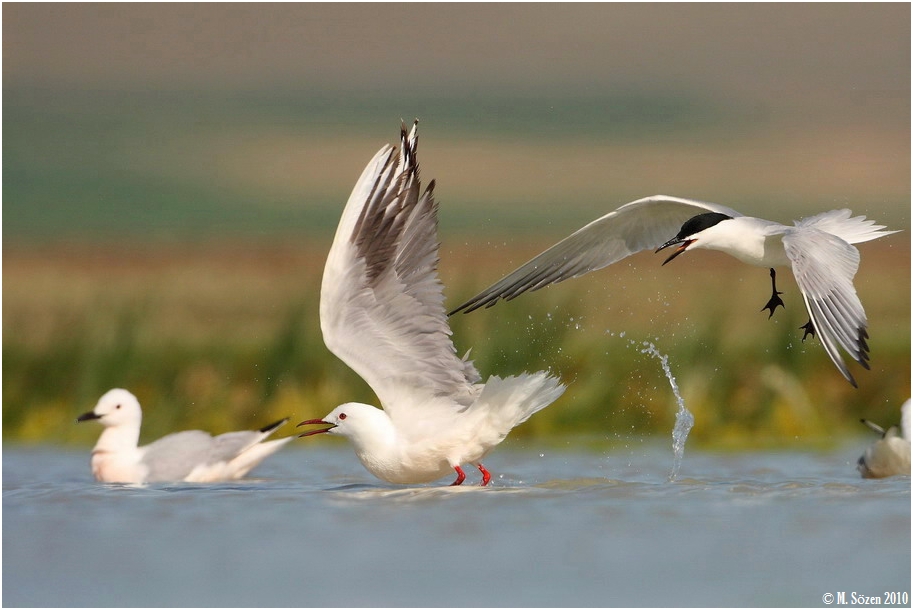 Slender-billed Gull