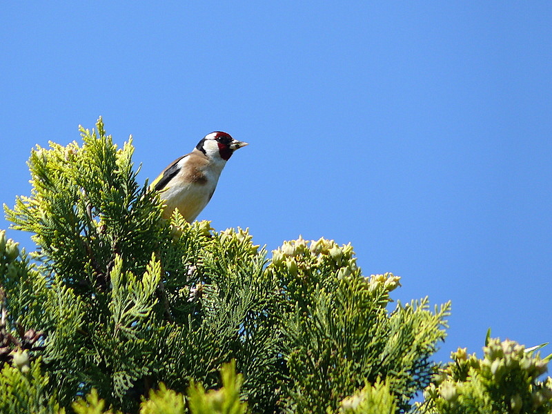 European Goldfinch