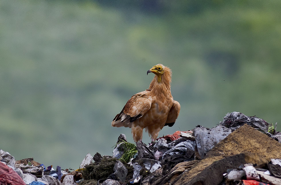 Egyptian Vulture