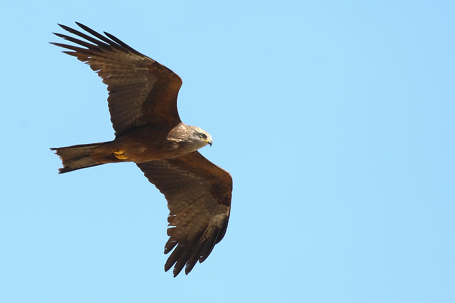 Black Kite