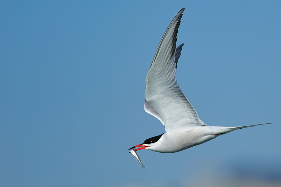 Common Tern