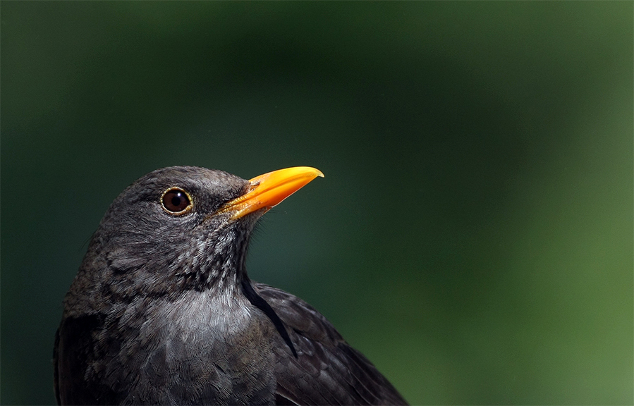 Common Blackbird