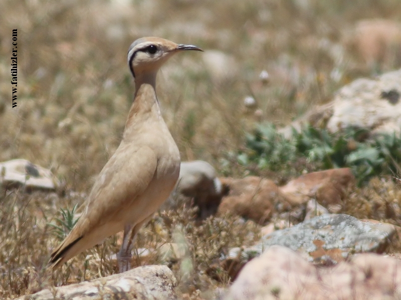 Cream-colored Courser