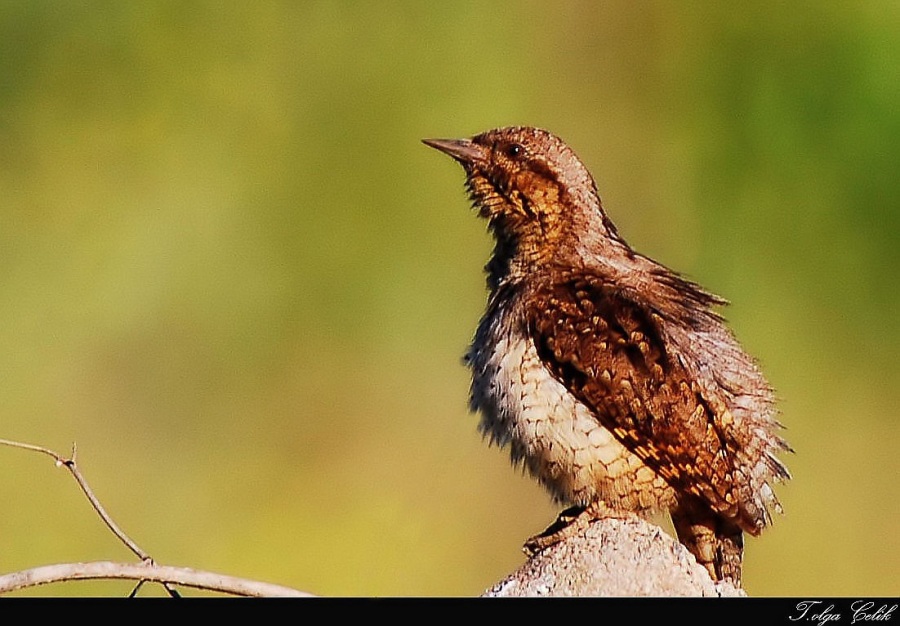 Eurasian Wryneck