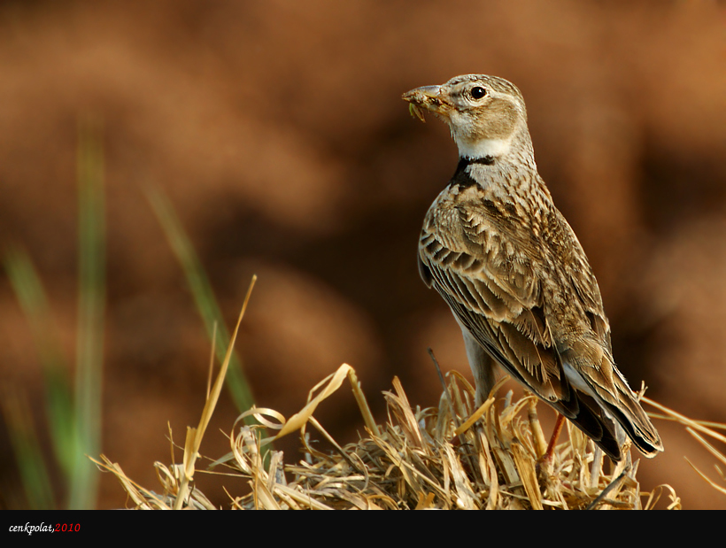 Calandra Lark
