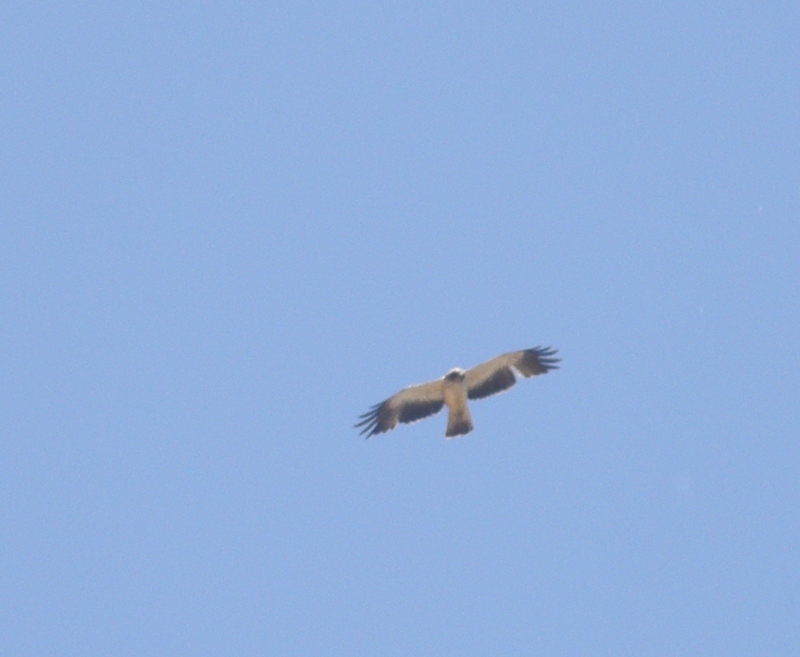 Booted Eagle