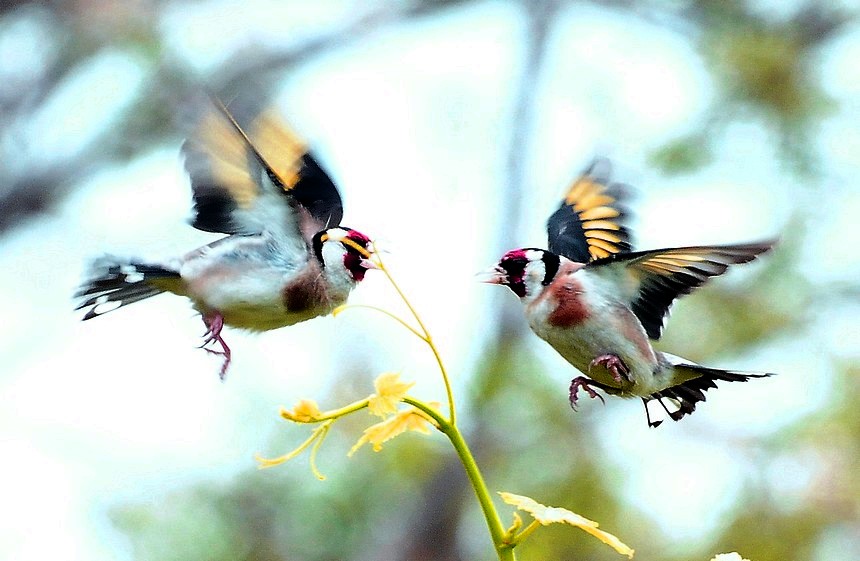 European Goldfinch