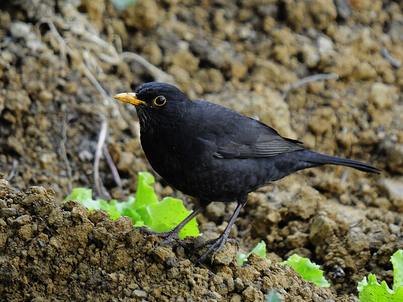 Common Blackbird