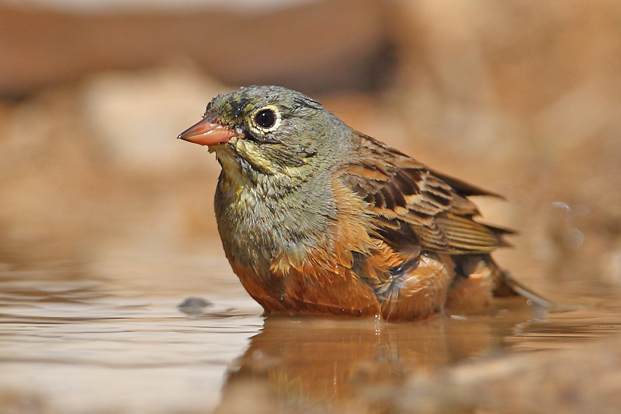 Ortolan Bunting