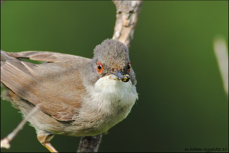 Sardinian Warbler