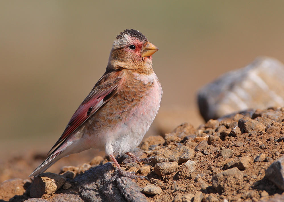 Crimson-winged Finch