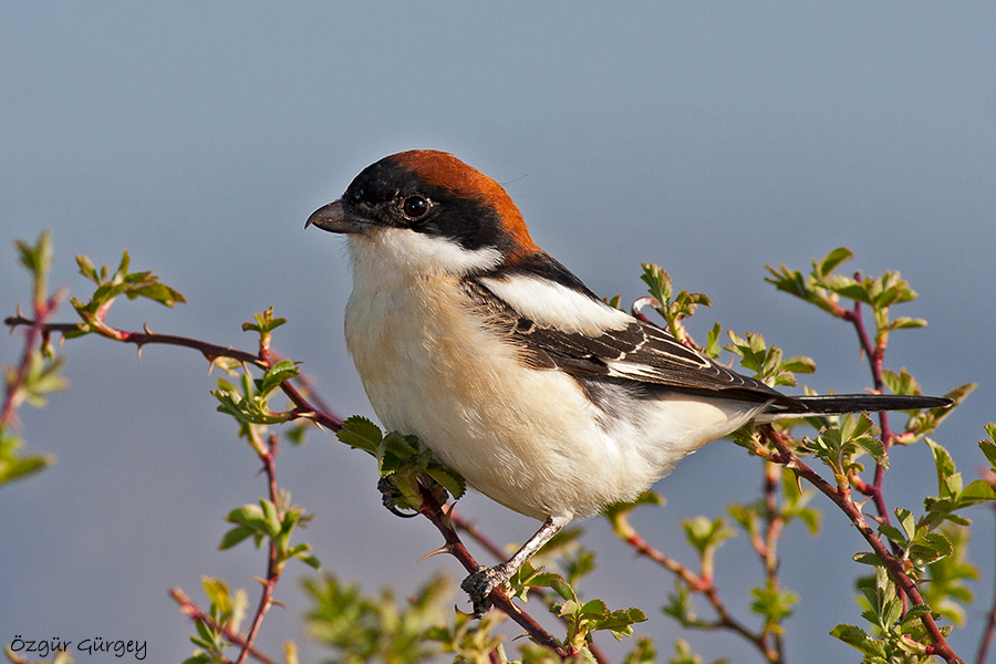 Woodchat Shrike