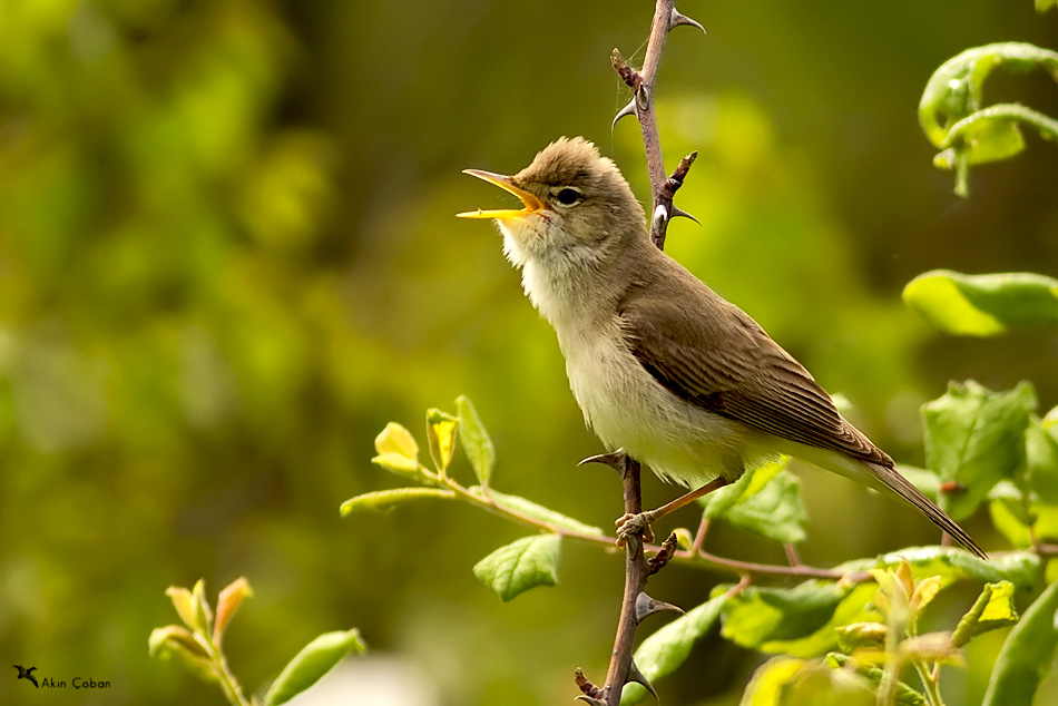 Eastern Olivaceous Warbler
