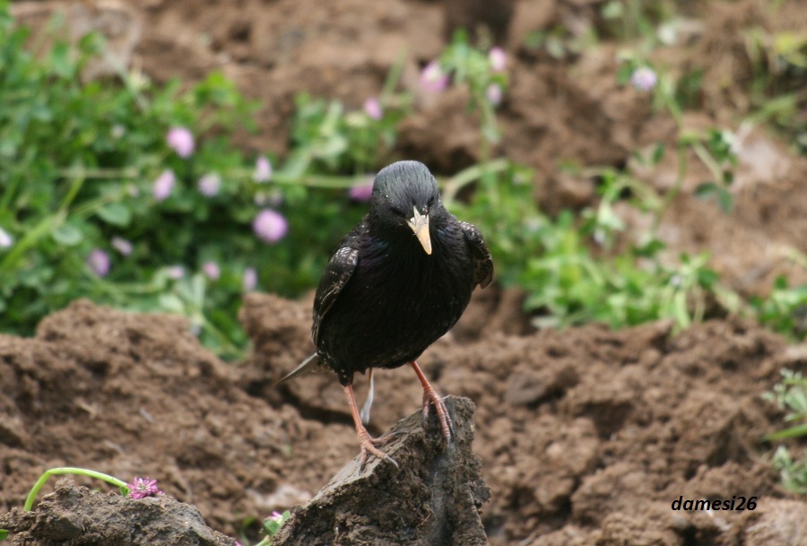 Common Starling
