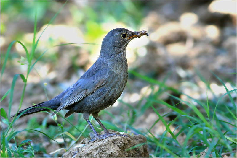 Common Blackbird