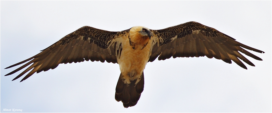 Bearded Vulture