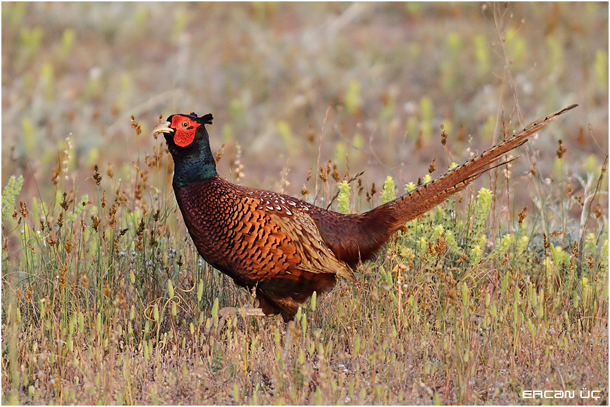 Common Pheasant