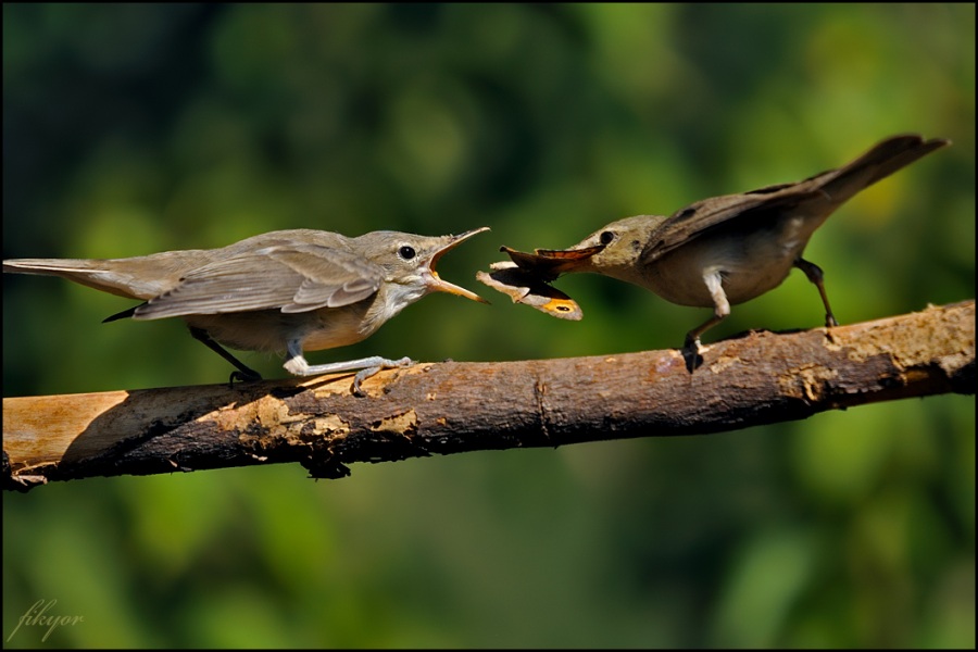 Eastern Olivaceous Warbler