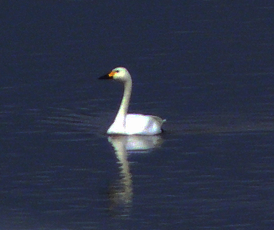 Tundra Swan