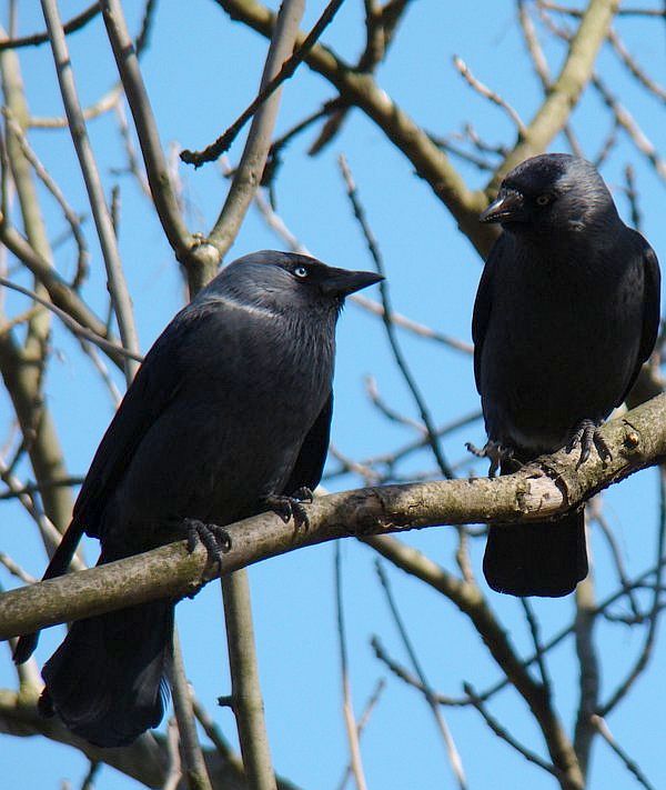 Western Jackdaw