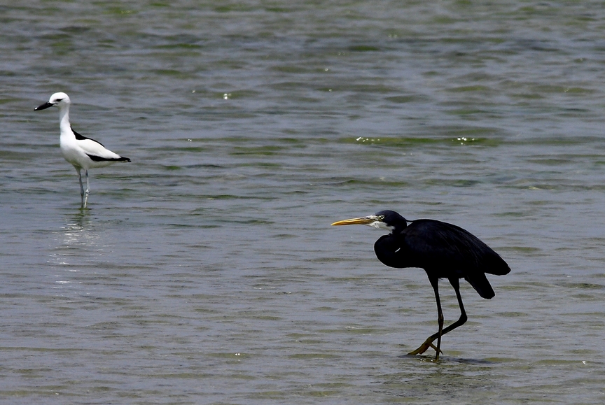 Crab-plover