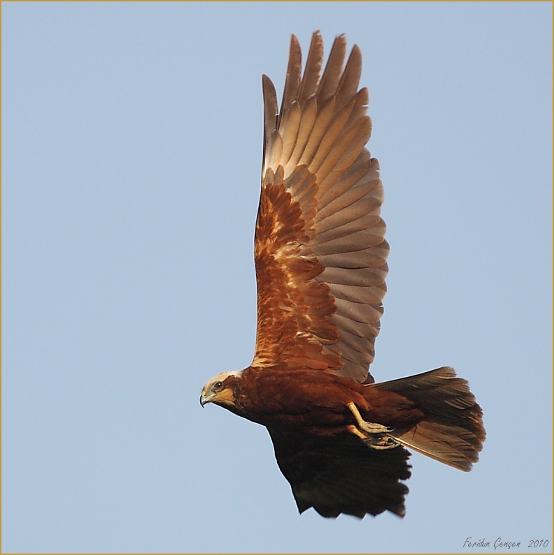 Western Marsh Harrier