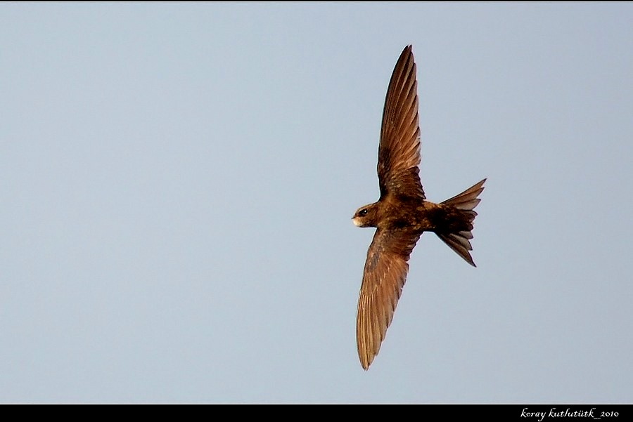 Common Swift