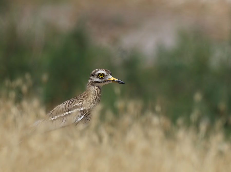 Eurasian Stone-curlew