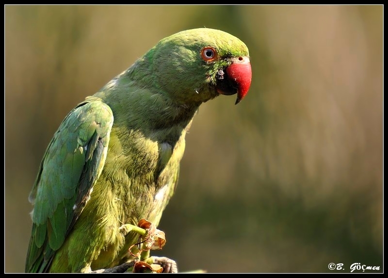 Rose-ringed Parakeet